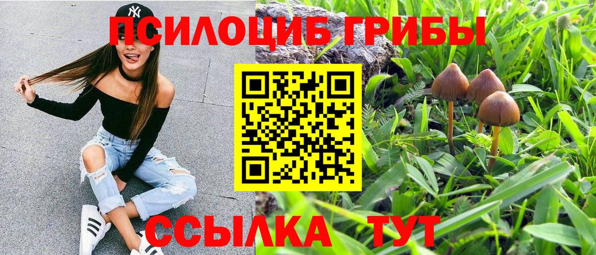 Галлюциногенные грибы Psilocybine cubensis Северск